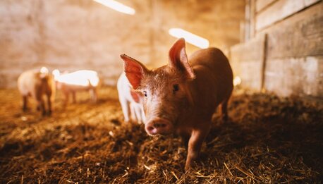 Schweine im Stall mit Schuch PRIMO Gasleuchte im Hintergrund